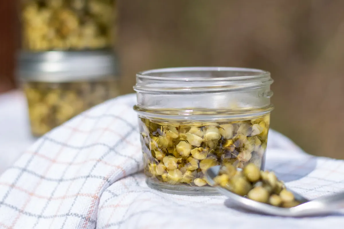 Two jars of pickled dandelion capers and a spoon.