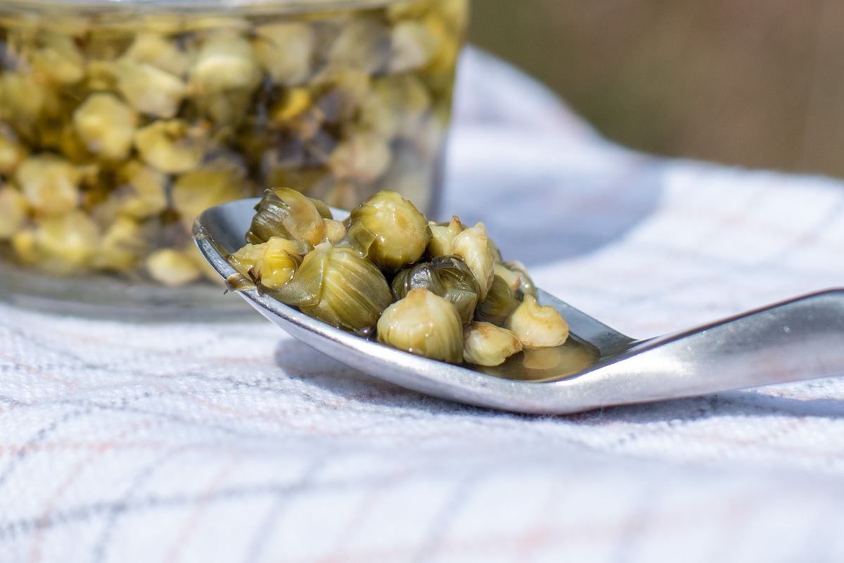 close up of a spoonful of pickled dandelion capers.