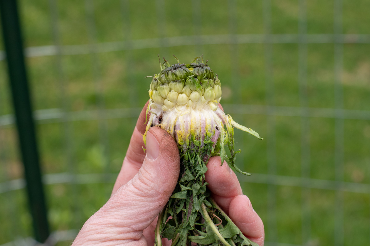 Close up of a woman's hand holding a dandelion plant to reveal a cluster of dandelion buds at the base. 
