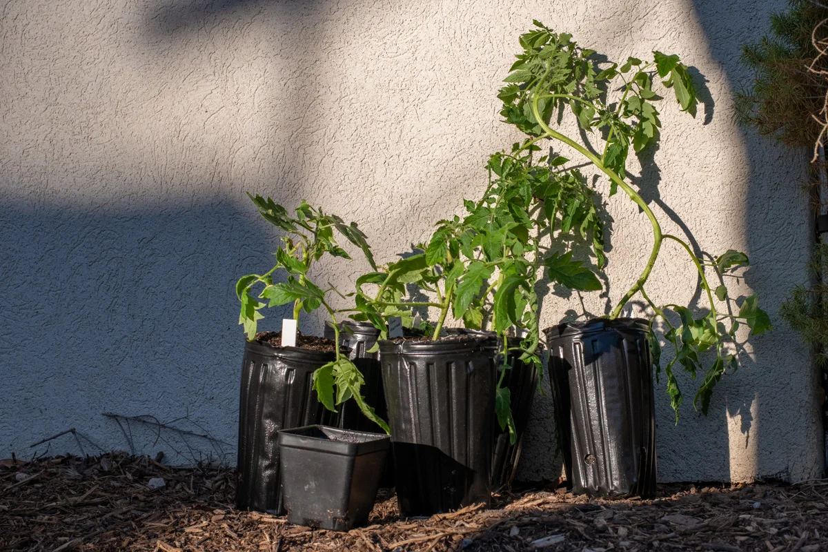 Several tomato seedlings repotted into tall tree pots. 