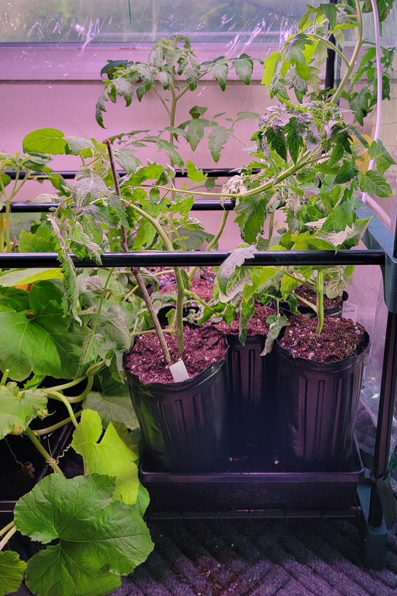 Tomato seedlings sitting in a tray in a mini-greenhouse under grow lights. 