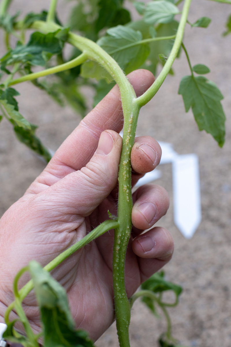 Hand holding a tomato stem, tiny yellowish bumps are growing all along the stem.