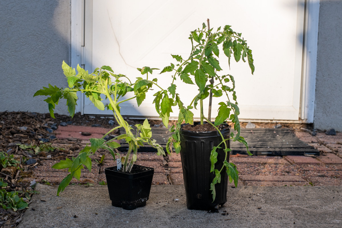 Two tomato seedlings side by side. One in a short pot and one planted deeply in a tall pot. 