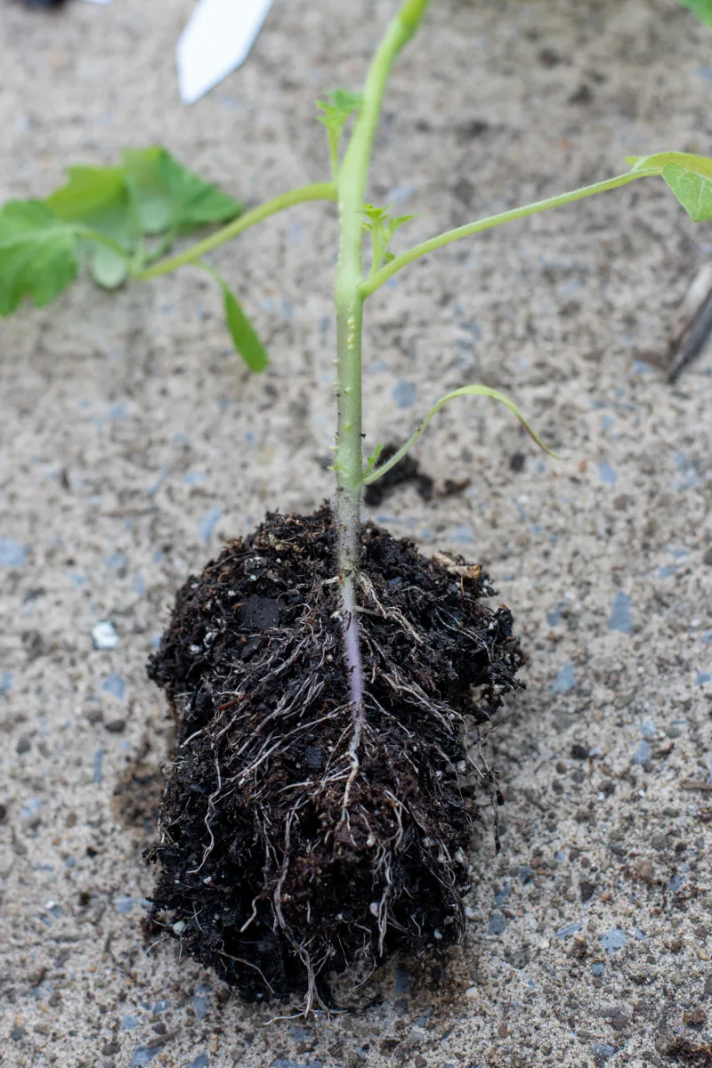 Tomato seedling with the root ball exposed. 