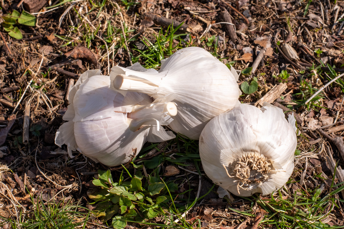 Three garlic bulbs in the sun on the grass. 