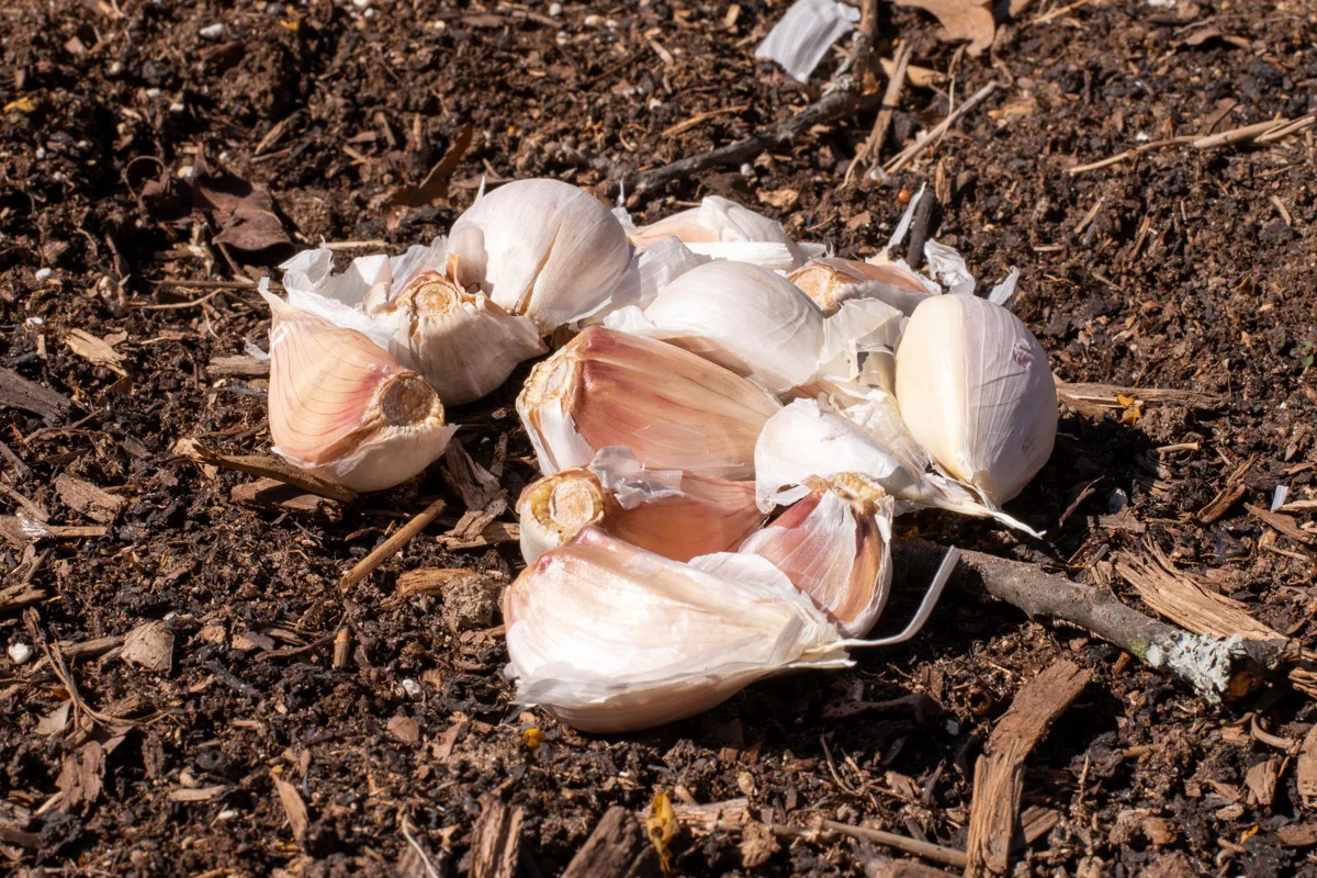 Individual garlic cloves, ready to be planted. 