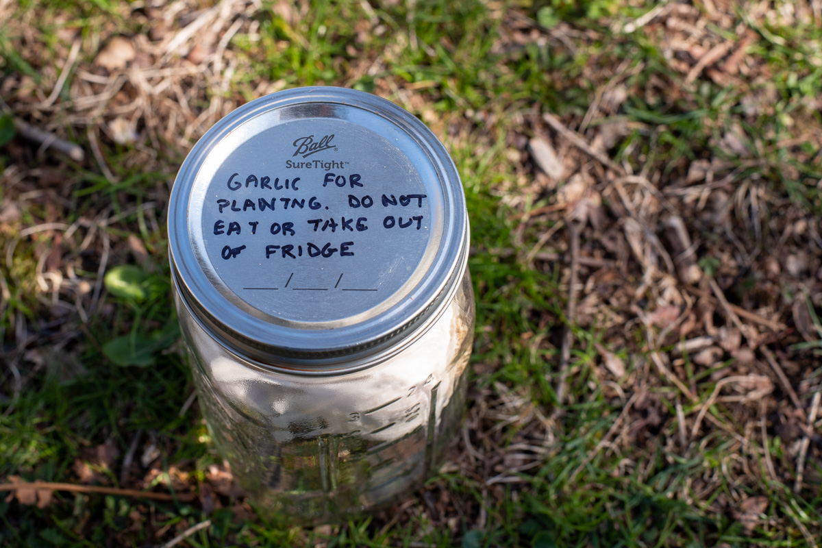 Mason jar with garlic bulbs setting on the grass.
