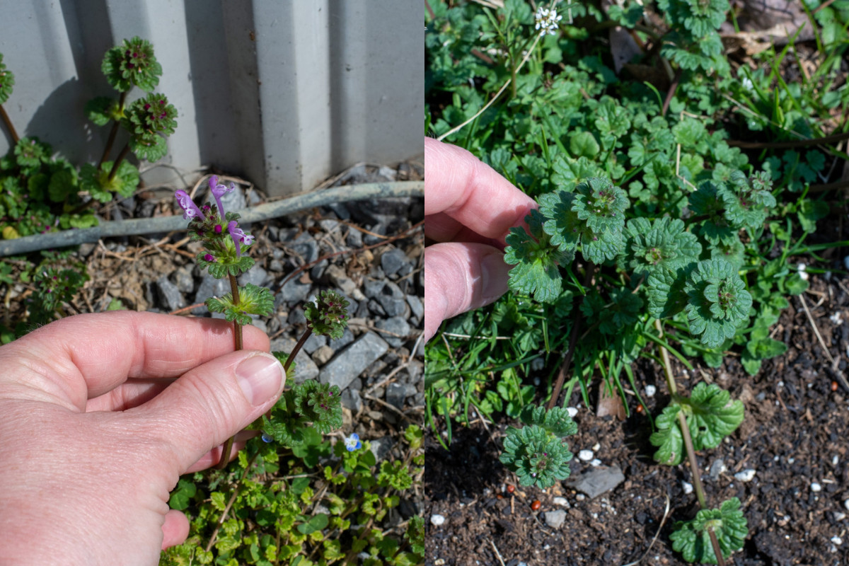 Two photos of henbit side by side.