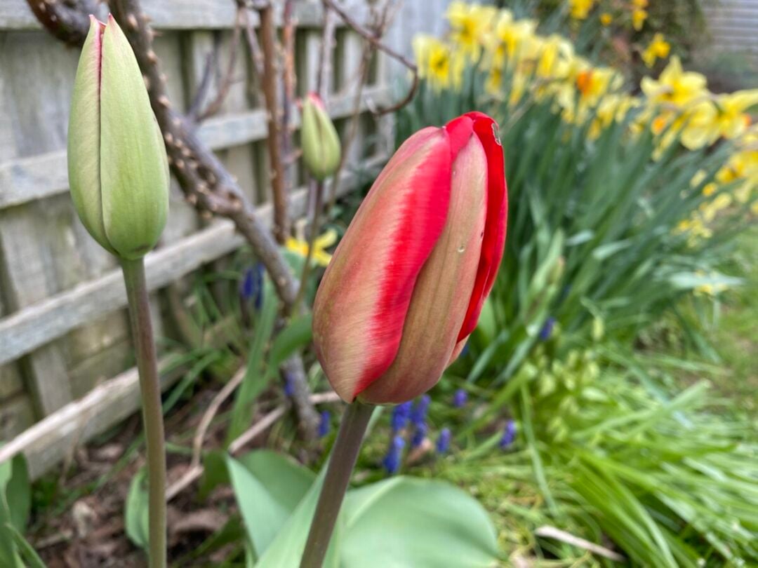 How to Care for Tulips After Blooming No Matter Where You Live