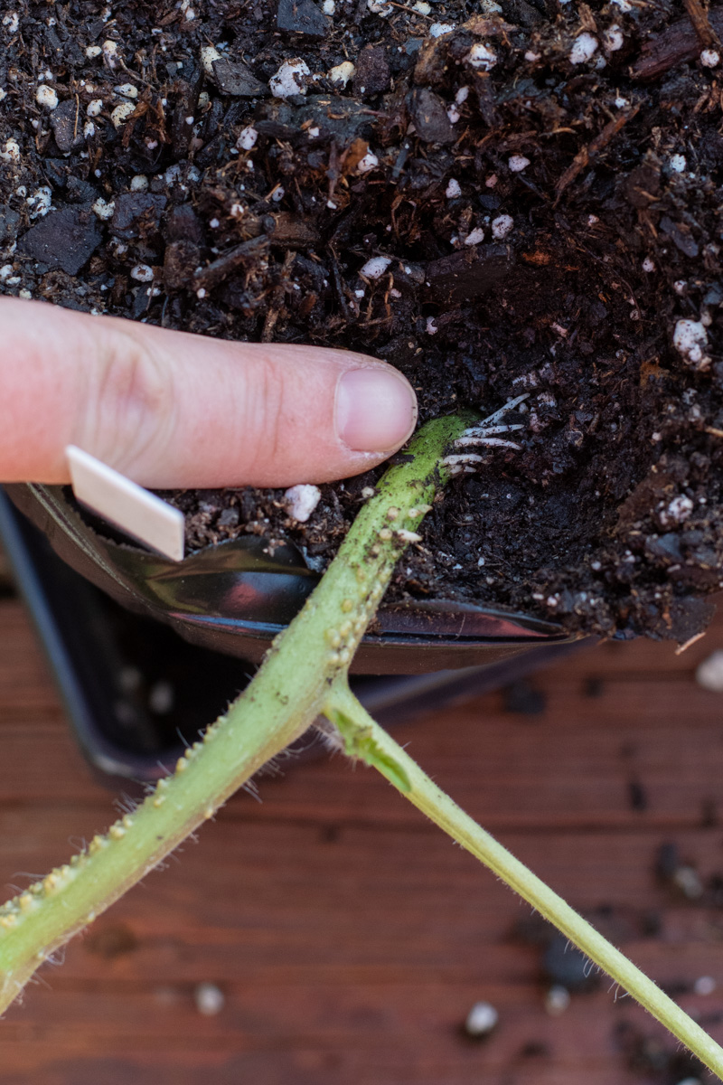 Finger pointing to new root growth on the stem of a tomato plant.
