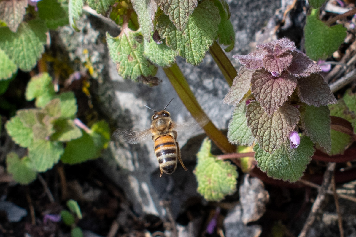 Close up of a honey bee flying near purple dead nettle.