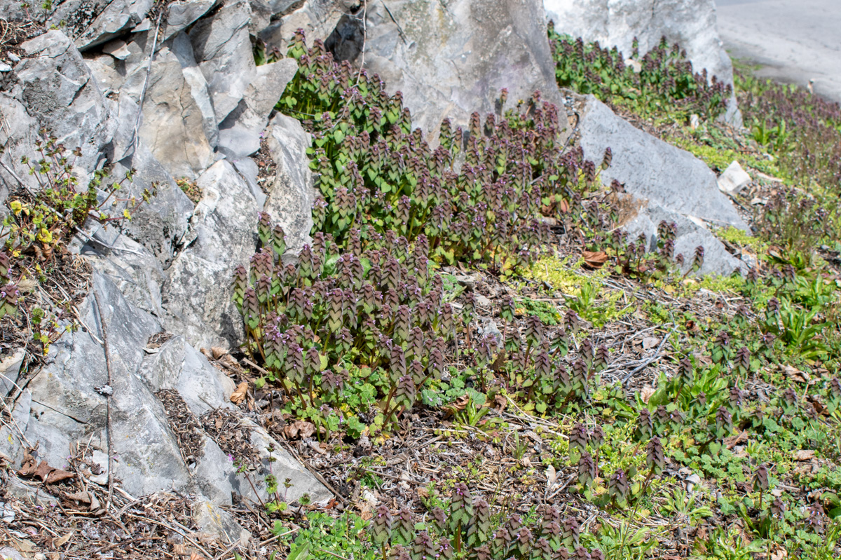 Purple dead nettle growing along a rock by the side of the road.