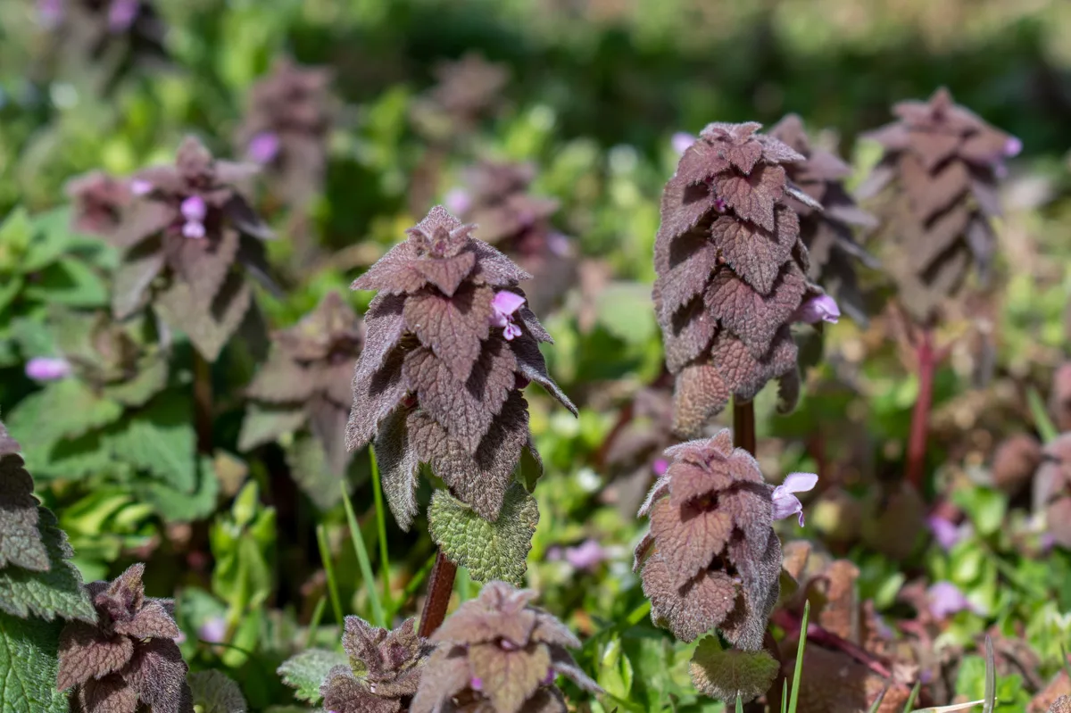 Close up of a cluster of purple dead nettle
