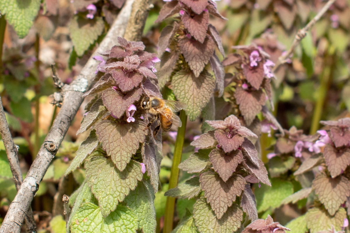 A honeybee eating pollen from purple dead nettle 