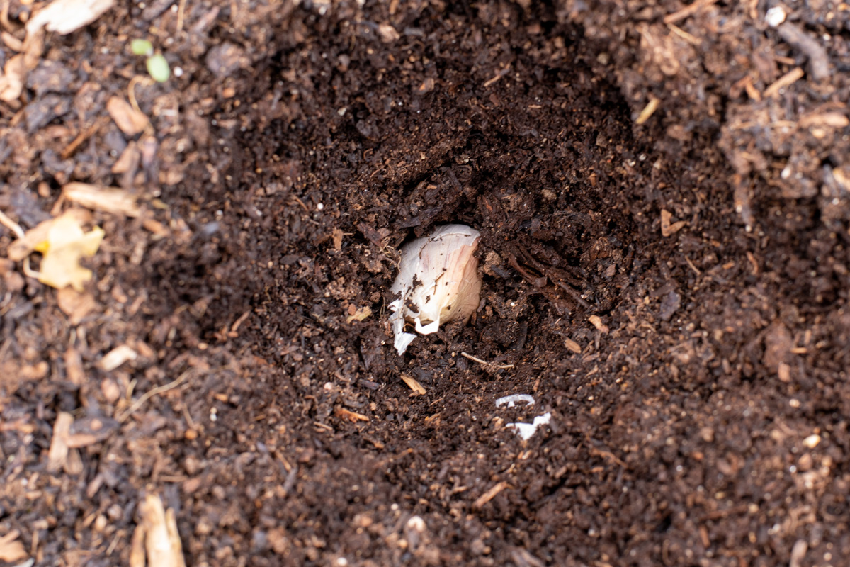 Close up of a garlic clove in the dirt.