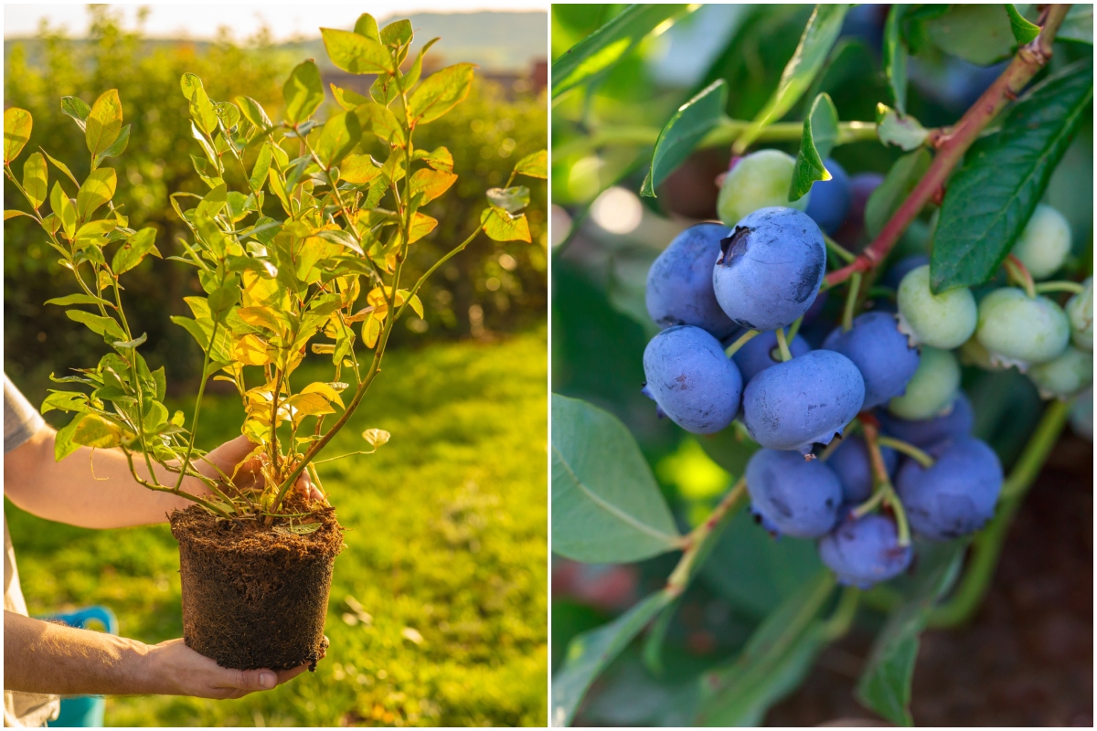 Image of Garlic as blueberry bush companion plant