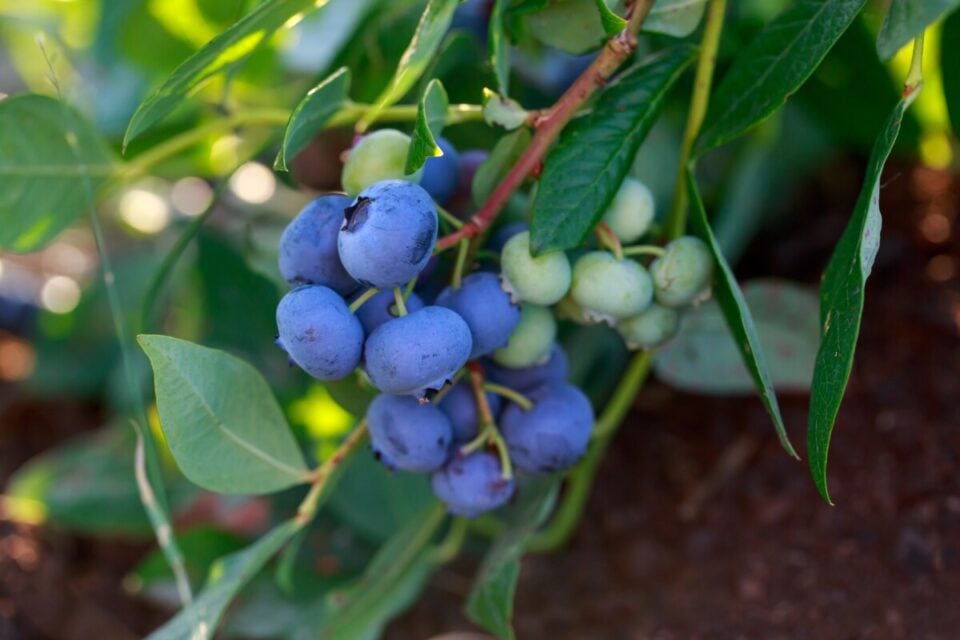 7 Blueberry Companion Plants & 14 Plants To Keep Far Away