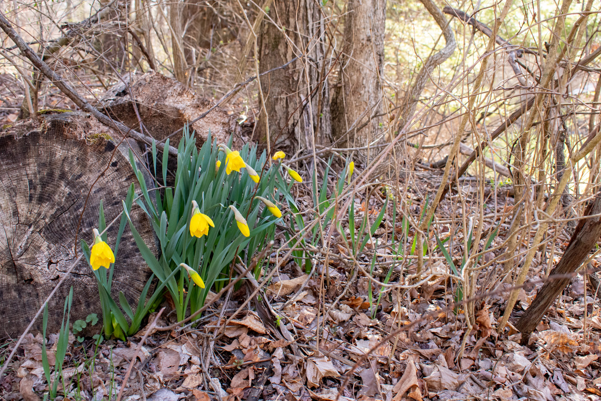 Naturalized daffodils growing in among underbrush next to a dead log. 