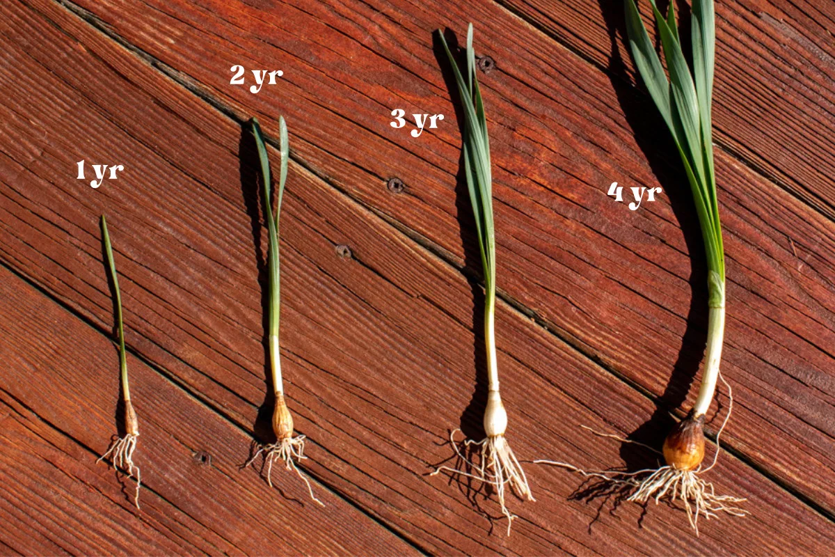 Daffodil plants with bulbs and leaves attached laying in order of smallest to largest. 