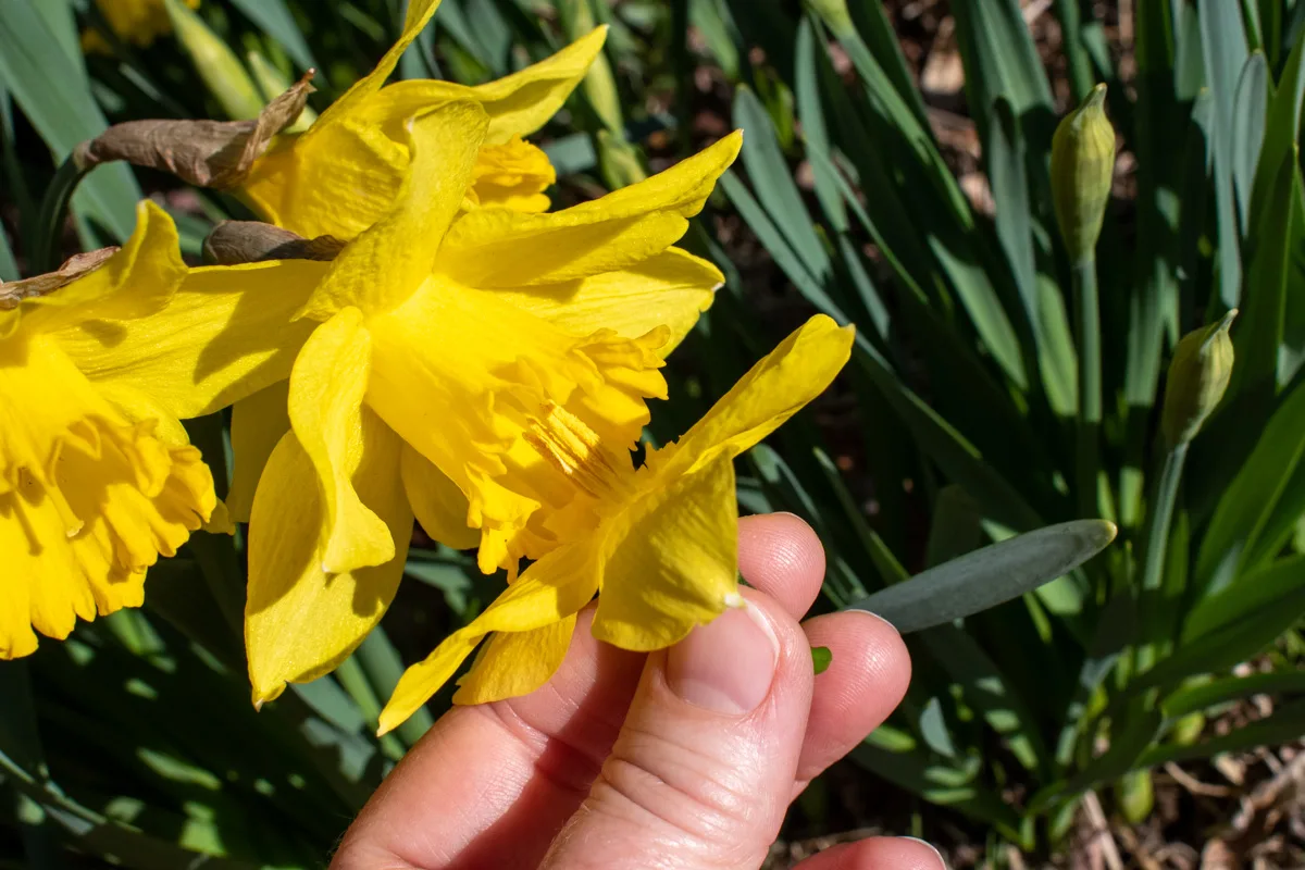 Hand-pollinating a daffodil.