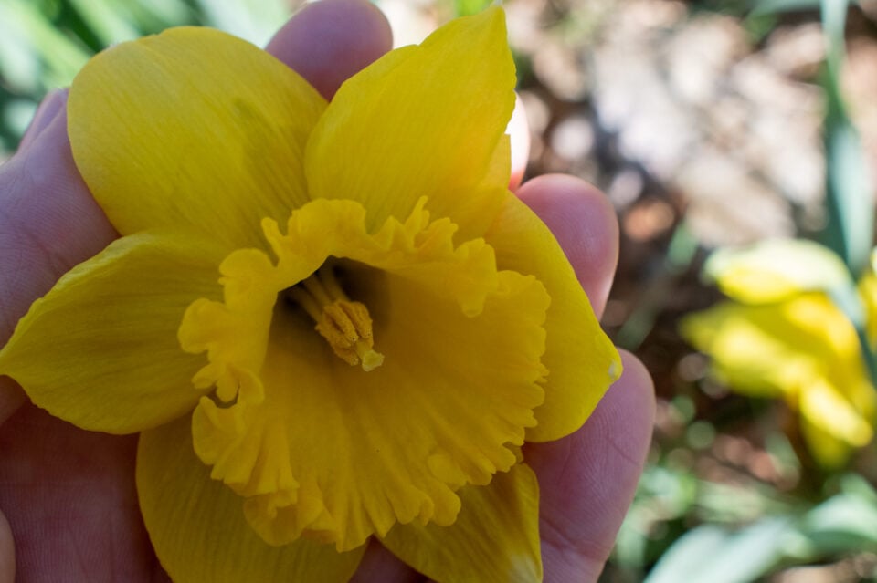 How to Collect & Grow Daffodils from Seed (& Why You Should Try It)