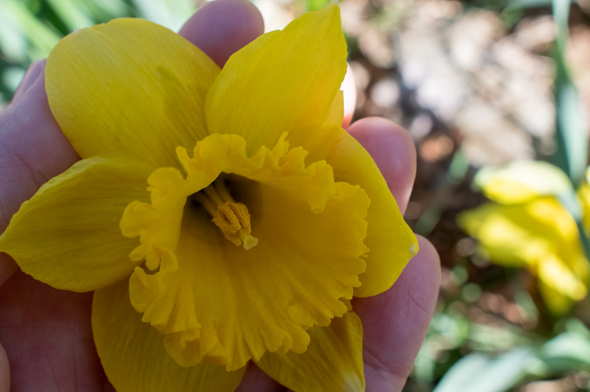 Hand holding a daffodil bloom. 