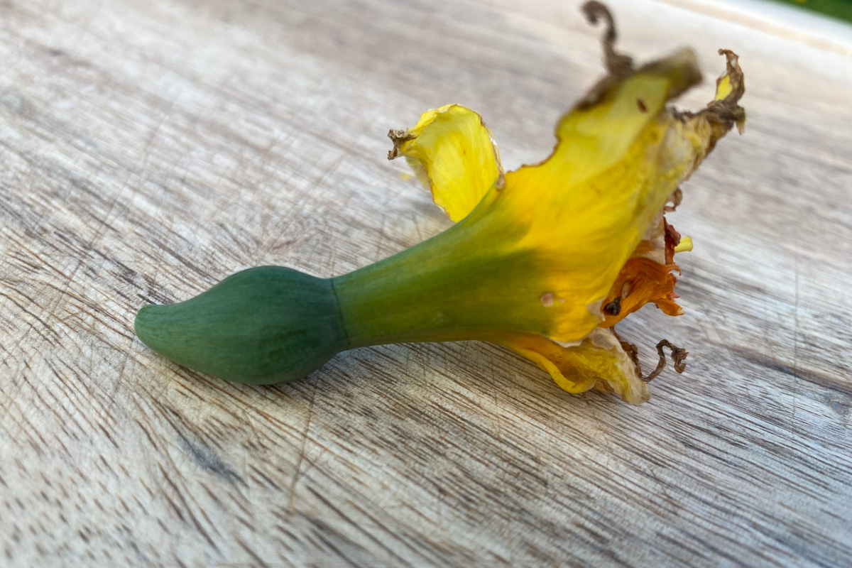 Spent daffodil bloom with seedpod attached. 