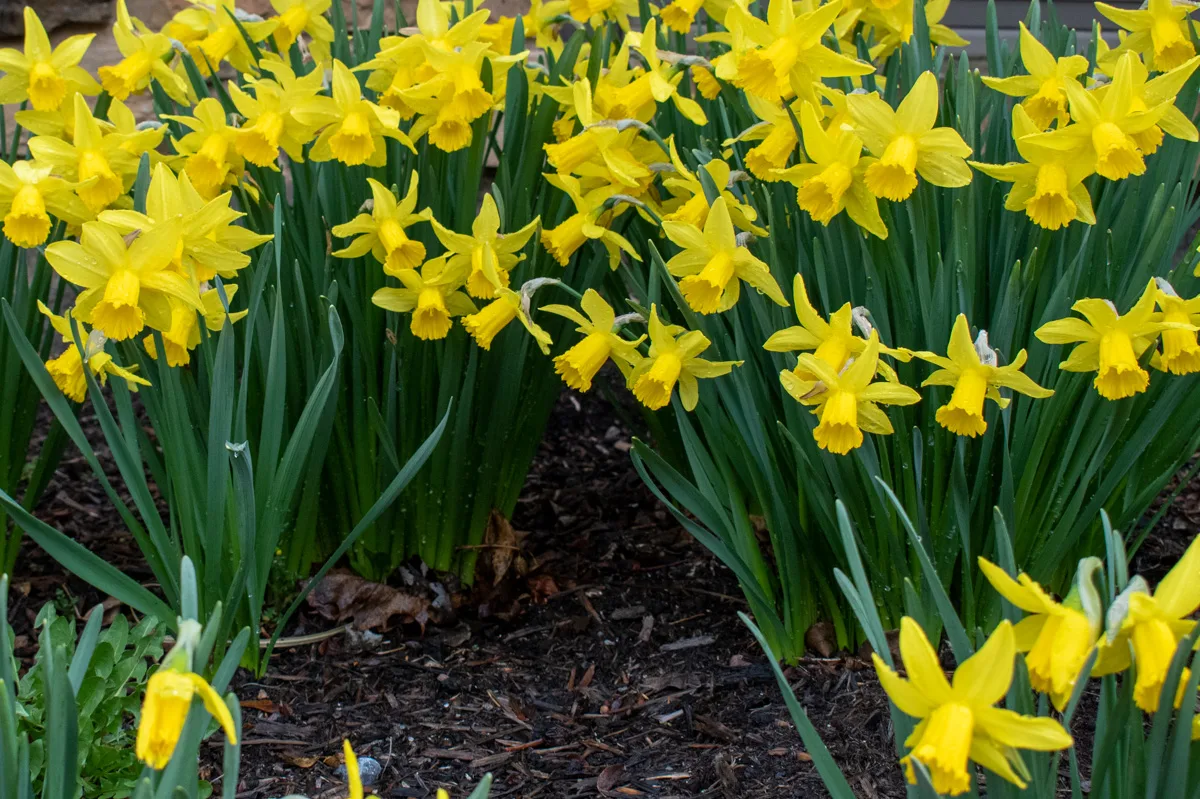 Clumps of blooming daffodils on a rainy day. 