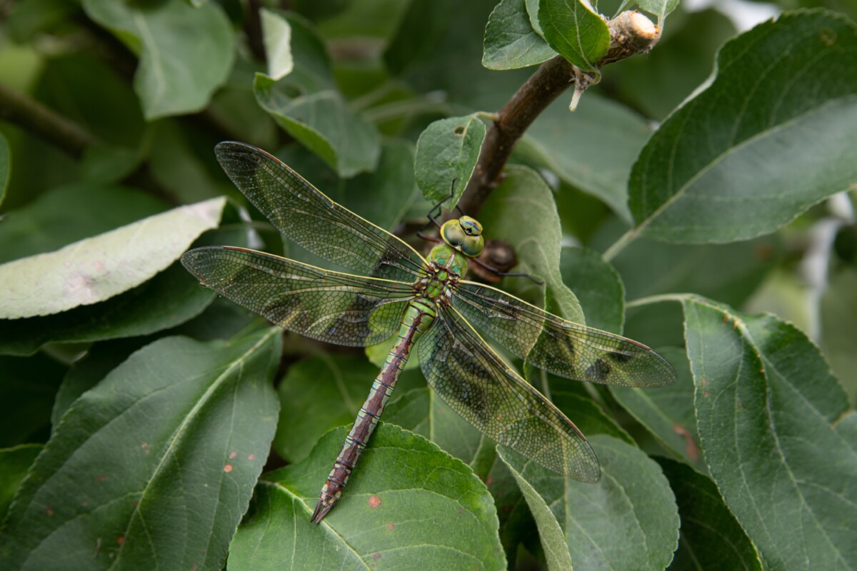 Dragonfly nestled in among apple leaves on a tree.