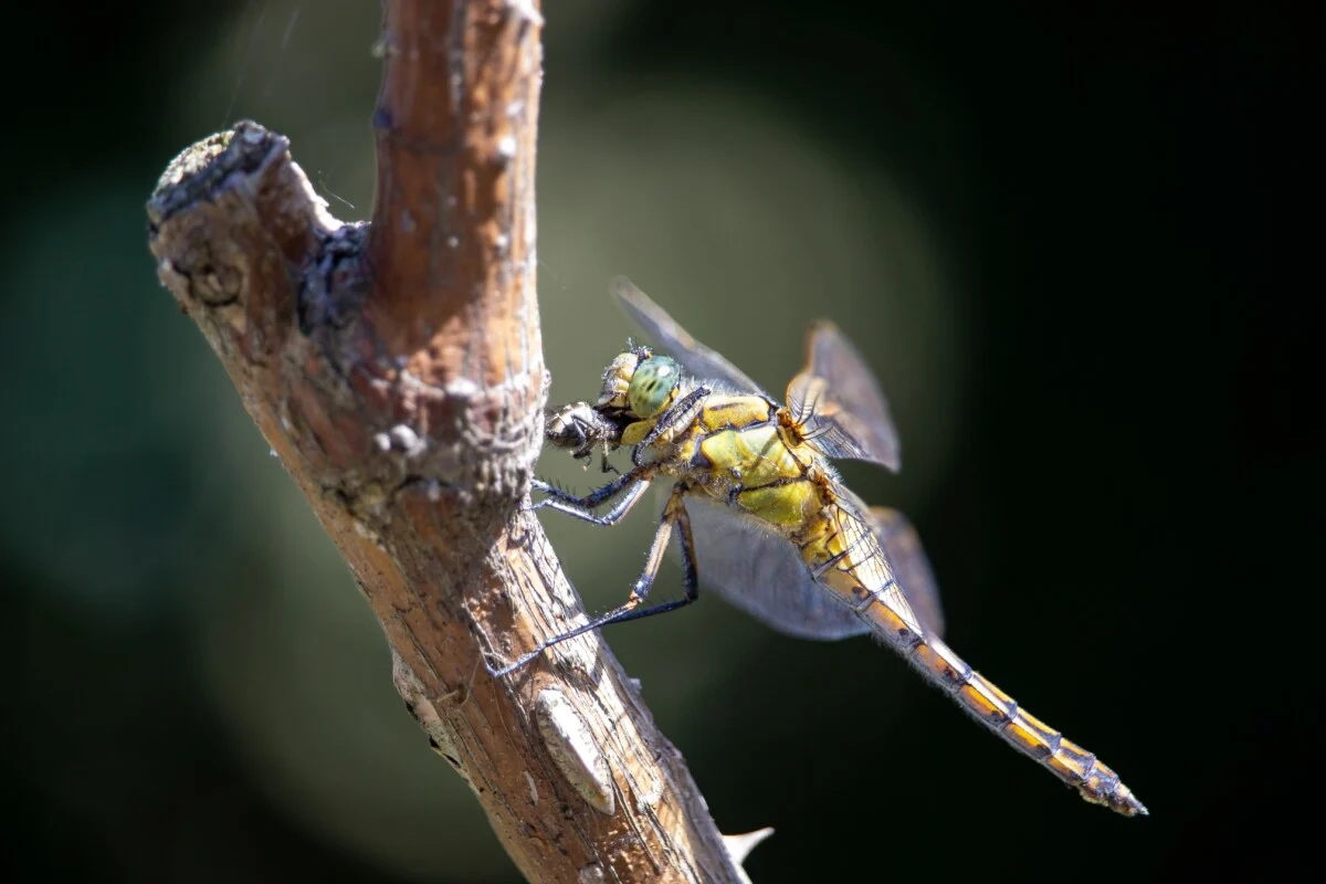 Dragonfly eating a housefly