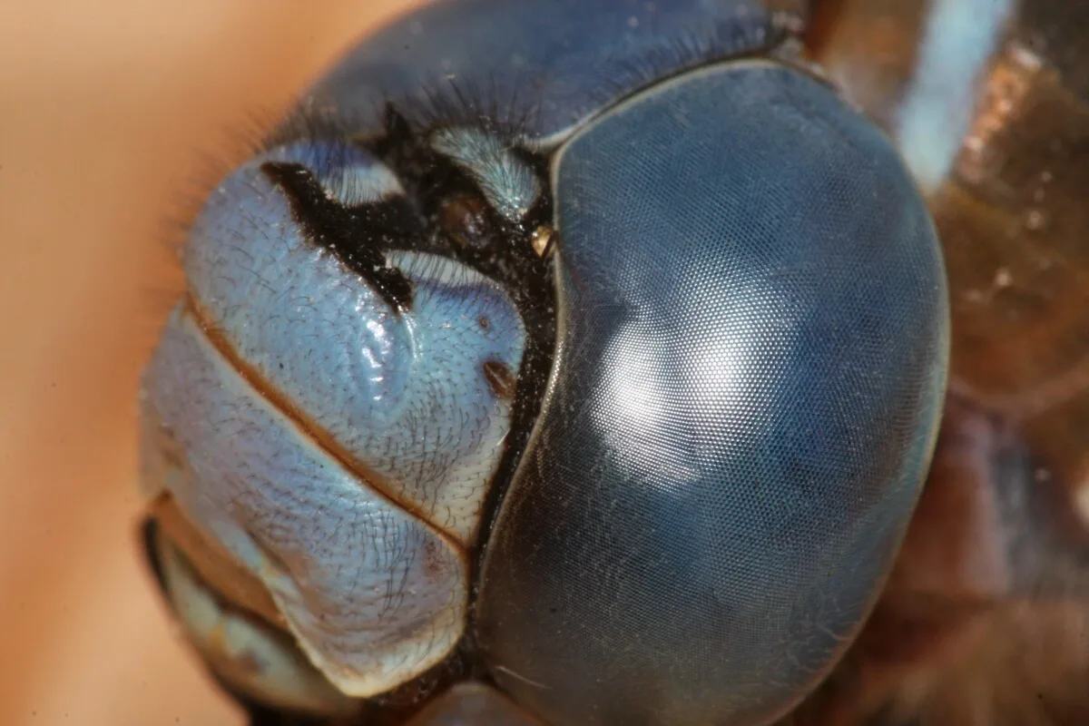 Close up of a dragonfly's eyes.