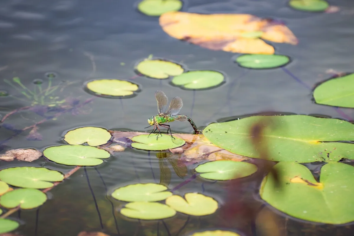 Dragonfly sitting on a lillypad.