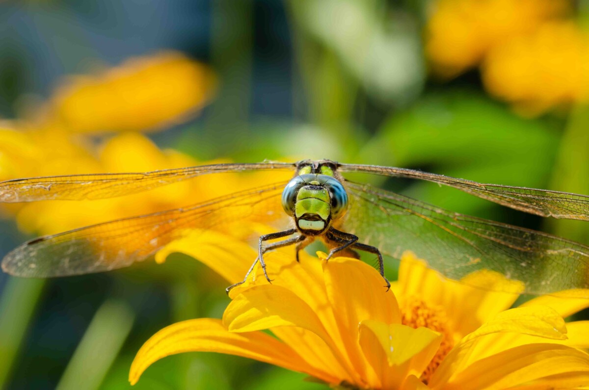 close up of a dragonfly sitting on a yellow flower