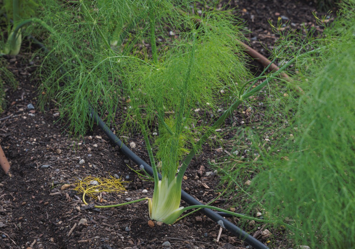 Fennel growing in a row with soaker hose nearby.