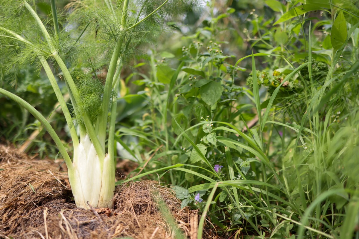 Florence fennel growing near weeds from a mulched mound.