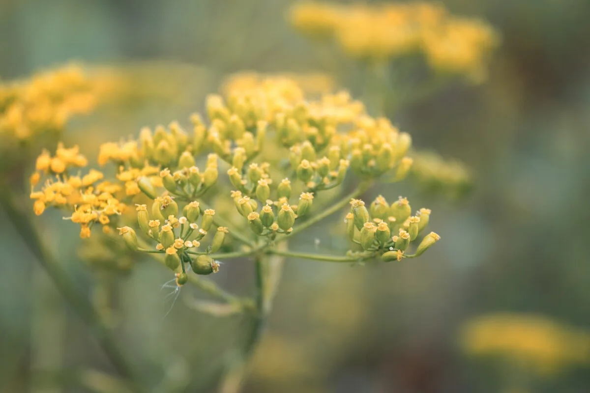 Why Fennel Is Really Bad For Your Garden But You Should Grow it Anyway