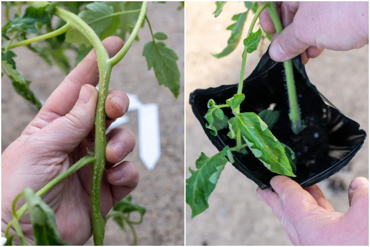 Tomato root primordia and a tomato being repotted into a deep pot