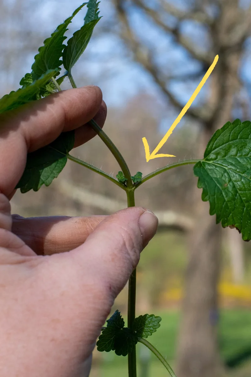 Photo of a hand holding a piece of lemon balm with an arrow pointing to new growth on the stem. 