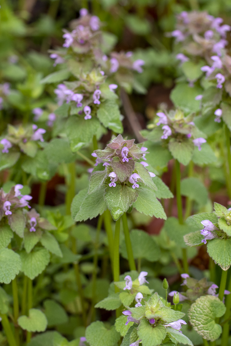 Close up of purple dead nettle blossom