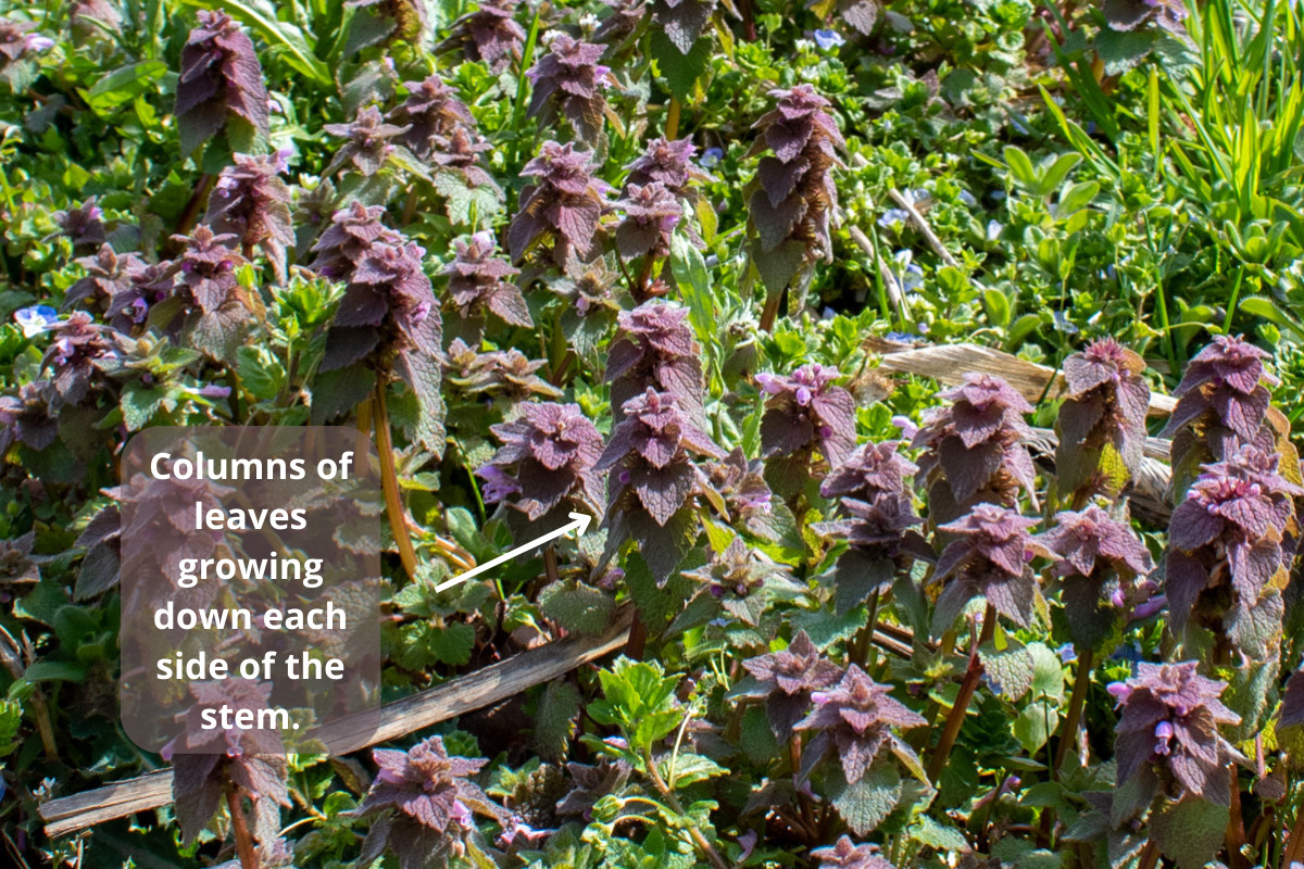 Photo of purple dead nettle with text describing the way the leaves grow. 