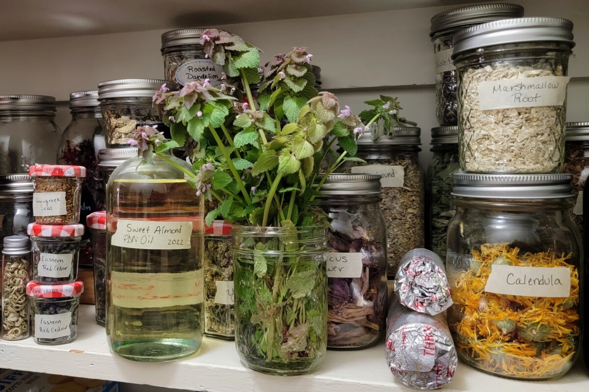 Bottle of purple dead nettle infused oil in a pantry with a jar of fresh purple dead nettle.