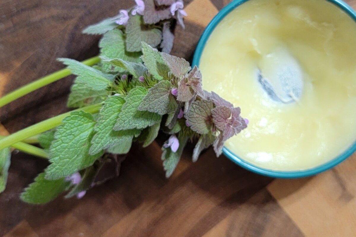 A tin of salve with fresh purple dead nettle laying on top. 