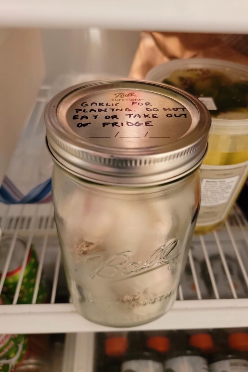 Mason jar with garlic bulbs in the fridge, writing on the lid reads, "Garlic for planting. Do not eat or take out of fridge."
