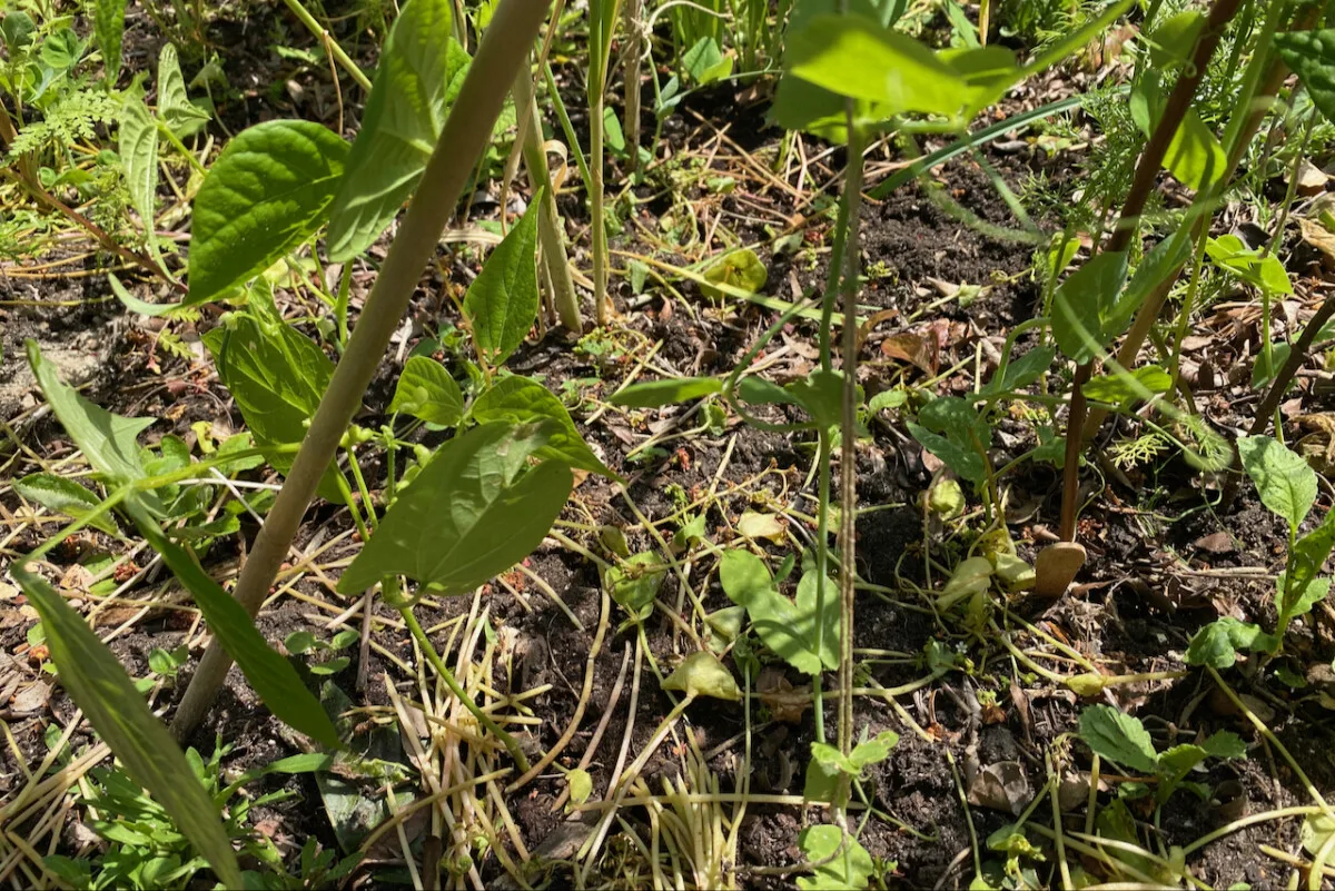 peas and beans growing amid winter greens left to decompose in place