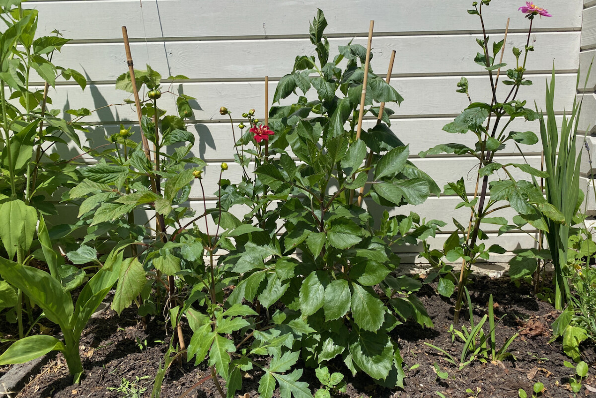 Dahlias growing in a raised bed