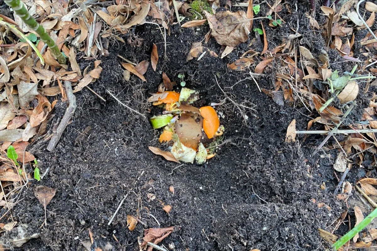 Kitchen scraps set in a hole dug in the soil.