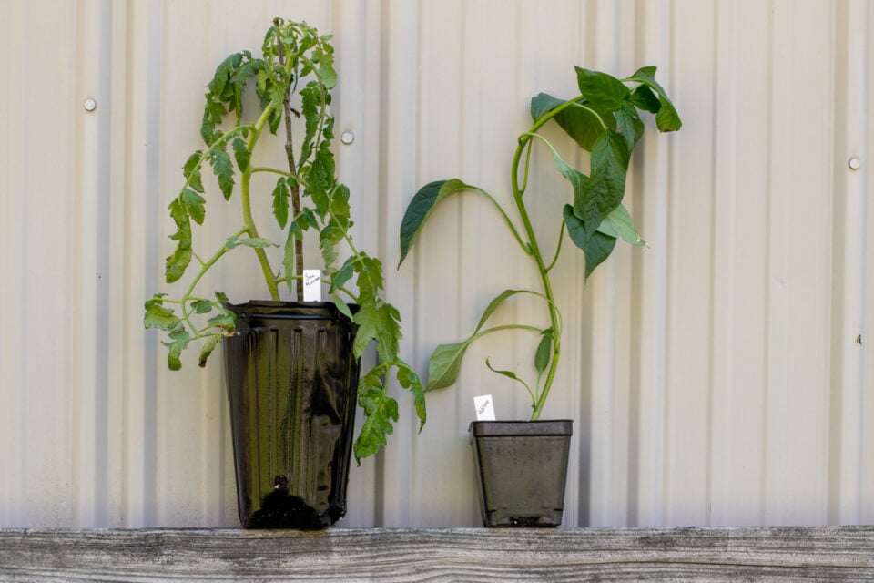 Plant Peppers Deeply For Stronger Plants Bigger Harvests Plant Peppers Deeply For Stronger Plants Bigger Harvests