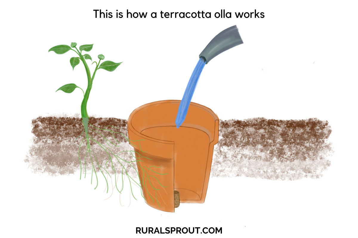 Digital illustration showing an olla irrigation system using a terracotta pot