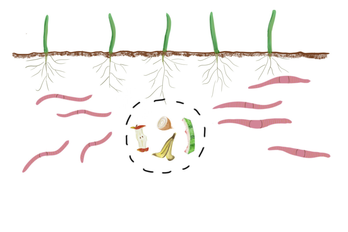 Digital drawing showing worms breaking down food scraps underground