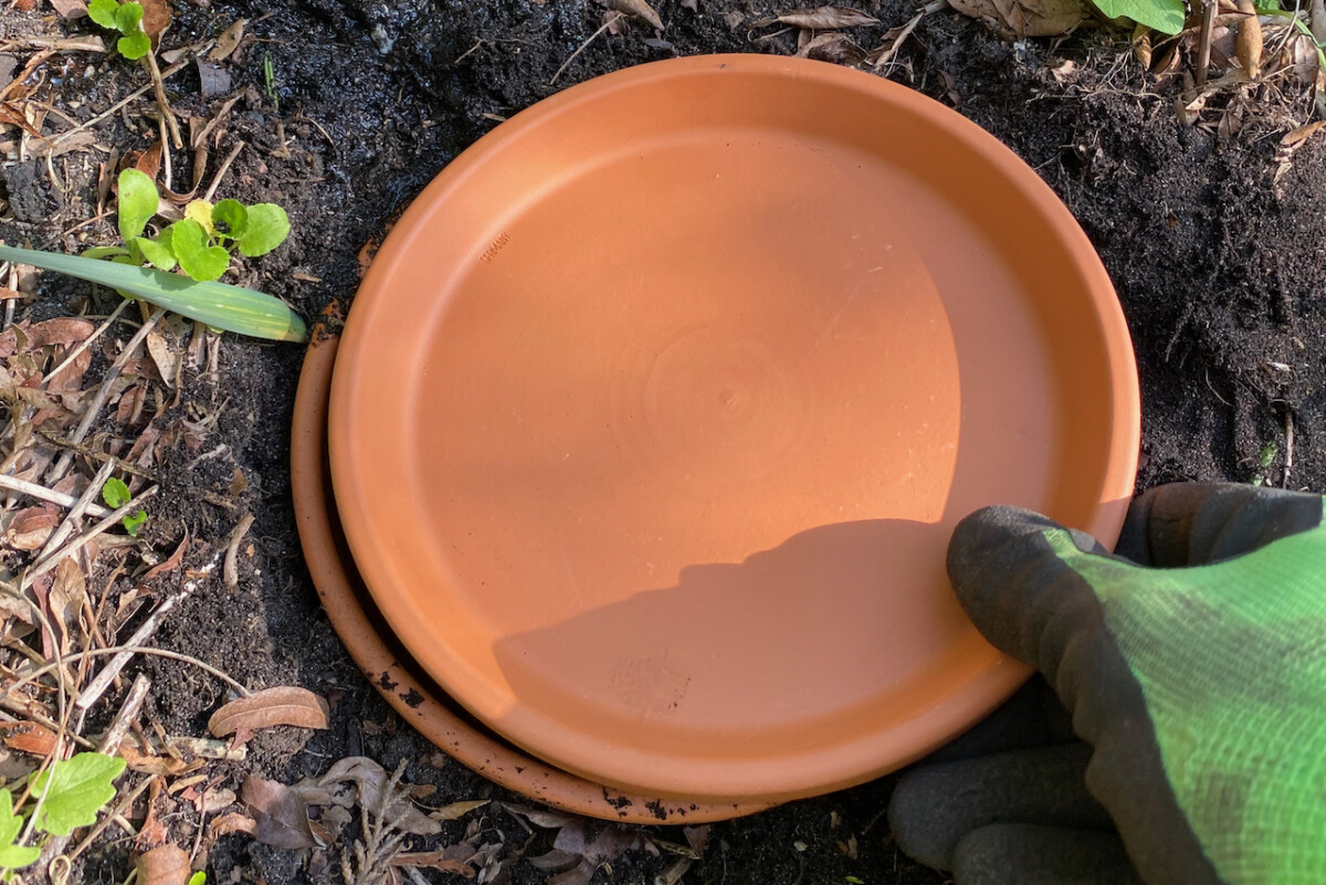 Gloved hand placing a terracotta saucer on top of the olla as a lid
